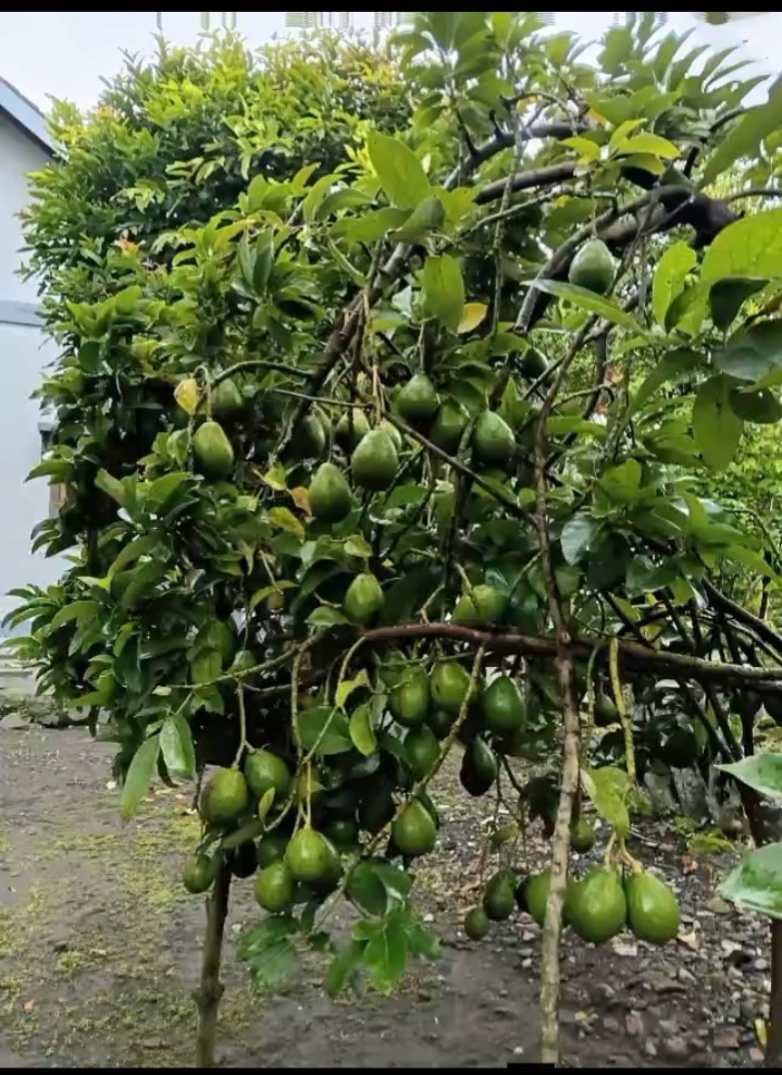 Pohon Alpukat Panen Lebat Pakai PEPETANI ZEFA