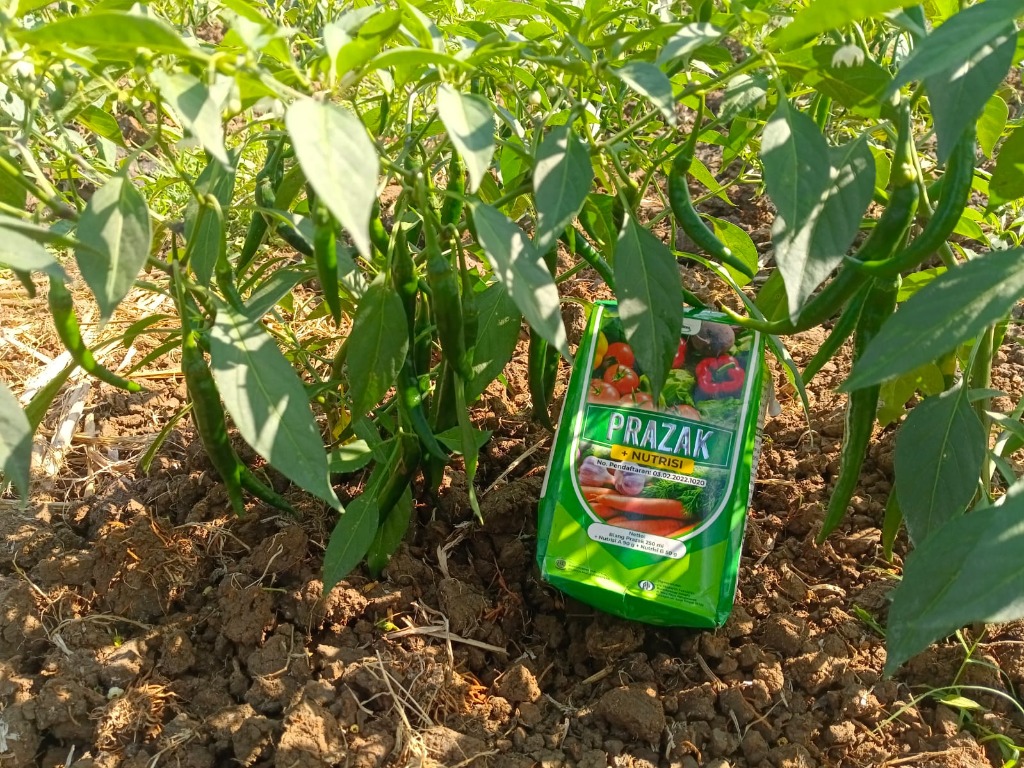 Lahan Aplikasi PRAZAK Tanaman Cabai Sangat Subur dan Buah Lebat