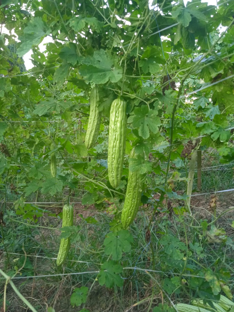 Kebun Pare Lebat Hasil PRAZAK Nutrisi